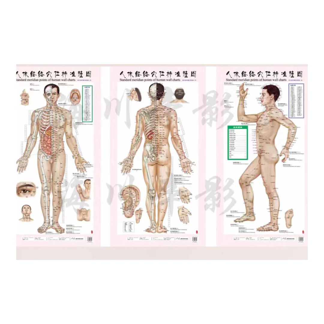 Acupuncture Point Wall Charts (Set of 3)